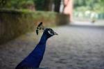 Azoren_2019-08-26_21-58-47_DxO