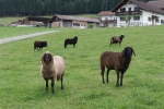 Badkohlgrub 2025 08 28 11 07 23