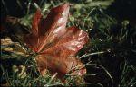 Herbst Winter 2001 066