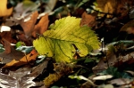 20211109 151252 Herbst