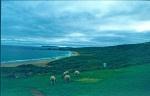 Irland 1994 116 DxO