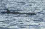 LaGomera_2004__0612