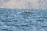 LaGomera_2004__0619