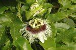 LaGomera_2004__0715
