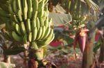 LaGomera_2004__0758