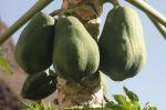 LaGomera_2004__0866
