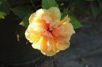 LaGomera_2004__0892
