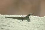 LaGomera_2004__0927