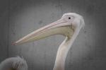 Luisenpark_2021-11-01_16-45-57_DxO