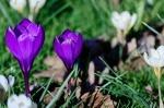Luisenpark_2022-02-27_15-06-57_DxO