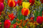 Luisenpark 2025 04 13 12 11 11