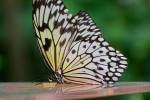 Luisenpark 2025 04 13 15 12 43
