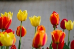 Luisenpark 2025 04 13 15 21 35