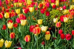 Luisenpark 2025 04 13 15 23 51