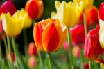Luisenpark 2025 04 13 15 24 34