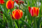 Luisenpark 2025 04 13 15 26 33