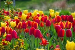 Luisenpark 2025 04 13 15 27 01