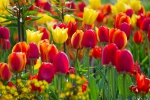 Luisenpark 2025 04 13 15 27 18