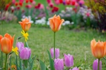 Luisenpark 2025 04 13 15 31 30