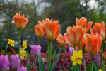 Luisenpark 2025 04 13 18 31 52
