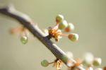 Frühling 20140309 122821