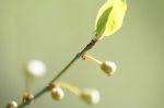 Frühling 20140309 123122