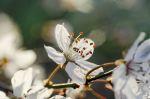 Frühling 20140311 085710