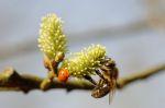 Frühling 20140312 140131