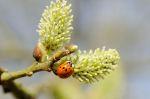 Frühling 20140312 140320