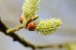 Frühling 20140312 140342