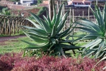 Madeira 2025 03 05 08 52 20