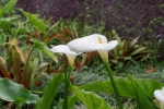 Madeira 2025 03 03 15 14 56