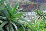 Madeira 2025 03 04 16 11 25