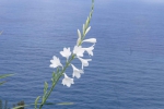 Madeira 2025 03 05 13 36 07
