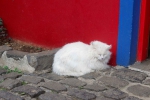 Madeira 2025 03 08 11 58 14