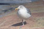 Norderney 20140814 154201