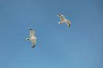 Norderney 20140826 104507