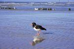 Norderney 20150721 183705 DxO