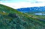 Norwegen 1995 176 DxO