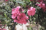 Sizilien 2024 05 05 13 24 44