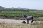 Sizilien 2024 05 02 12 00 16