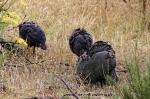 Suedafrika_2017-11-20_16-06-14_DxO