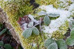 Thueringerwald 2024 12 28 15 36 19 Dp