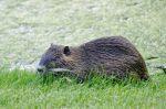 Nutria Schwetzingen 20130705 203025 DxO