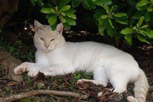 Fauna