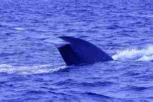 Whale Watching