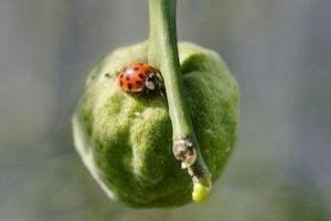 Makro