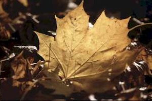 2001 - Herbst