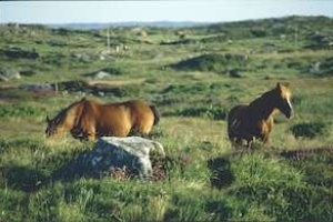 1994 - Irland 