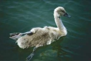 Tiere